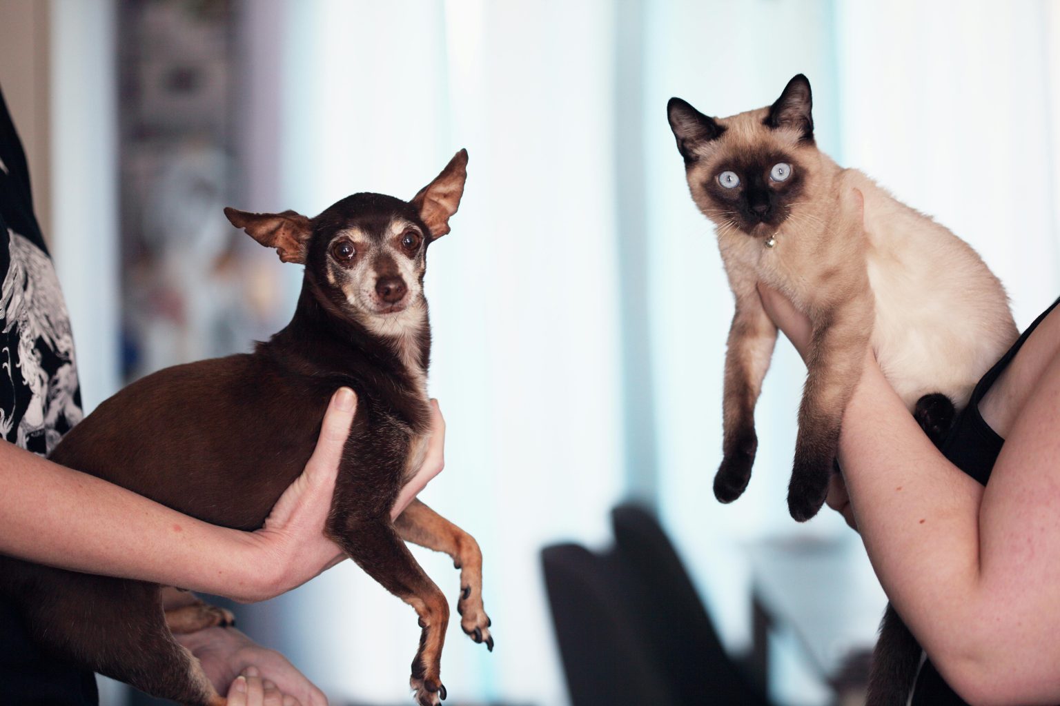 Pawsome Pals: Essential Tips for Building a Lifelong Bond with Your Pet