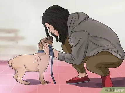 Best Dog Training Videos: A Complete Guide to Training Success